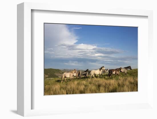 Wild Horses in Theodore Roosevelt National Park, North Dakota, Usa-Chuck Haney-Framed Photographic Print