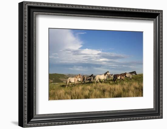 Wild Horses in Theodore Roosevelt National Park, North Dakota, Usa-Chuck Haney-Framed Photographic Print