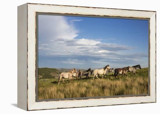 Wild Horses in Theodore Roosevelt National Park, North Dakota, Usa-Chuck Haney-Framed Premier Image Canvas