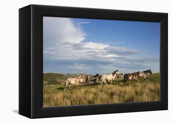Wild Horses in Theodore Roosevelt National Park, North Dakota, Usa-Chuck Haney-Framed Premier Image Canvas
