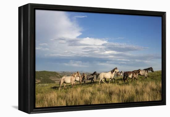 Wild Horses in Theodore Roosevelt National Park, North Dakota, Usa-Chuck Haney-Framed Premier Image Canvas