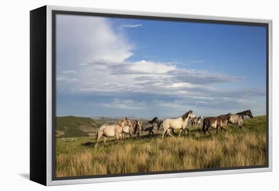 Wild Horses in Theodore Roosevelt National Park, North Dakota, Usa-Chuck Haney-Framed Premier Image Canvas