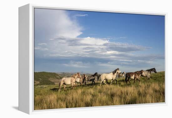 Wild Horses in Theodore Roosevelt National Park, North Dakota, Usa-Chuck Haney-Framed Premier Image Canvas