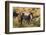 Wild horses in Theodore Roosevelt National Park, North Dakota, USA-Chuck Haney-Framed Photographic Print