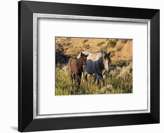 Wild horses in Theodore Roosevelt National Park, North Dakota, USA-Chuck Haney-Framed Photographic Print