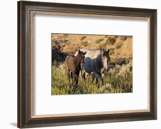 Wild horses in Theodore Roosevelt National Park, North Dakota, USA-Chuck Haney-Framed Photographic Print