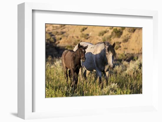 Wild horses in Theodore Roosevelt National Park, North Dakota, USA-Chuck Haney-Framed Photographic Print