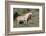 Wild Horses, Mare with Colt-Ken Archer-Framed Photographic Print