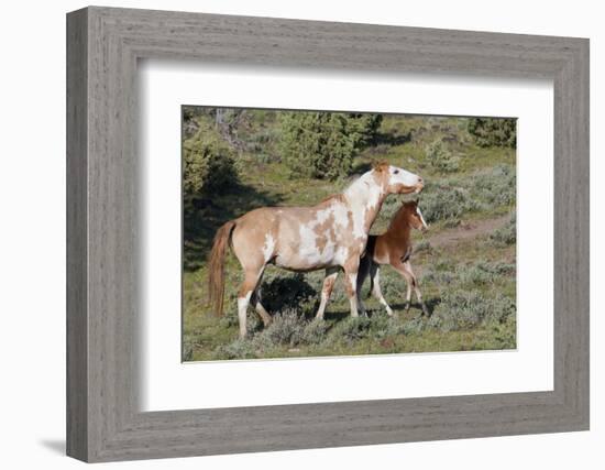 Wild Horses, Mare with Colt-Ken Archer-Framed Photographic Print