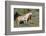 Wild Horses, Mare with Colt-Ken Archer-Framed Photographic Print