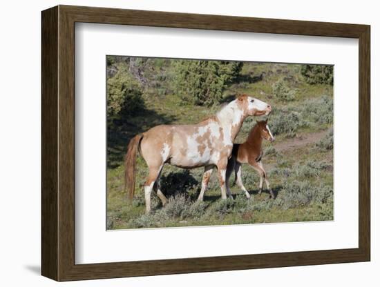 Wild Horses, Mare with Colt-Ken Archer-Framed Photographic Print