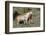 Wild Horses, Mare with Colt-Ken Archer-Framed Photographic Print