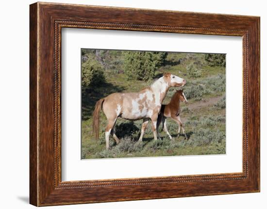 Wild Horses, Mare with Colt-Ken Archer-Framed Photographic Print