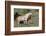 Wild Horses, Mare with Colt-Ken Archer-Framed Photographic Print