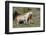 Wild Horses, Mare with Colt-Ken Archer-Framed Photographic Print