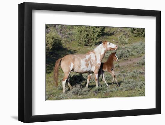 Wild Horses, Mare with Colt-Ken Archer-Framed Photographic Print