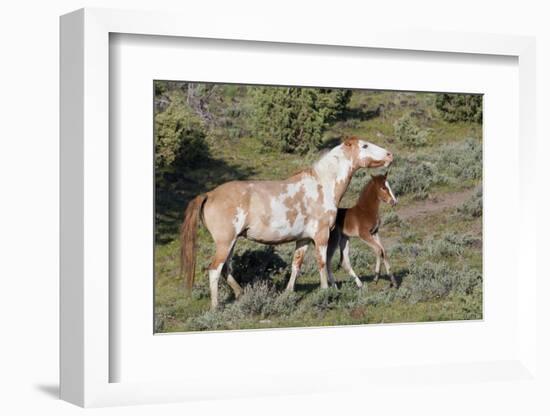 Wild Horses, Mare with Colt-Ken Archer-Framed Photographic Print