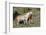 Wild Horses, Mare with Colt-Ken Archer-Framed Photographic Print