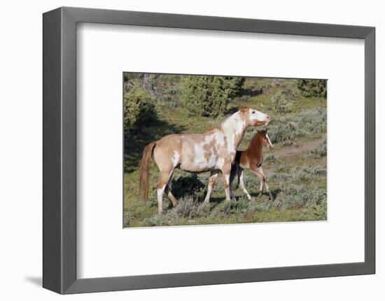 Wild Horses, Mare with Colt-Ken Archer-Framed Photographic Print
