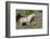 Wild Horses, Mare with Colt-Ken Archer-Framed Photographic Print