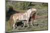 Wild Horses, Mare with Colt-Ken Archer-Mounted Photographic Print