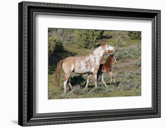 Wild Horses, Mare with Colt-Ken Archer-Framed Photographic Print