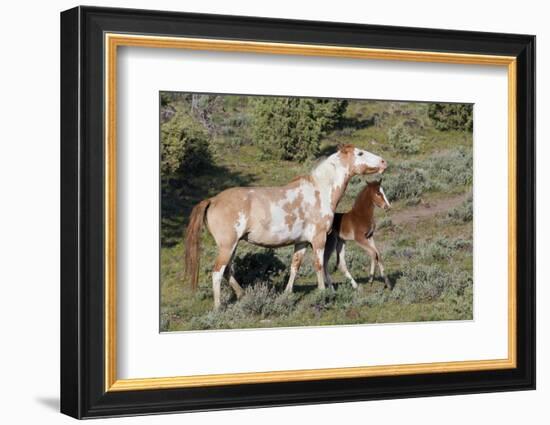 Wild Horses, Mare with Colt-Ken Archer-Framed Photographic Print