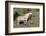 Wild Horses, Mare with Colt-Ken Archer-Framed Photographic Print