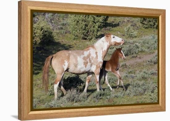 Wild Horses, Mare with Colt-Ken Archer-Framed Premier Image Canvas