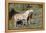 Wild Horses, Mare with Colt-Ken Archer-Framed Premier Image Canvas