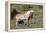 Wild Horses, Mare with Colt-Ken Archer-Framed Premier Image Canvas