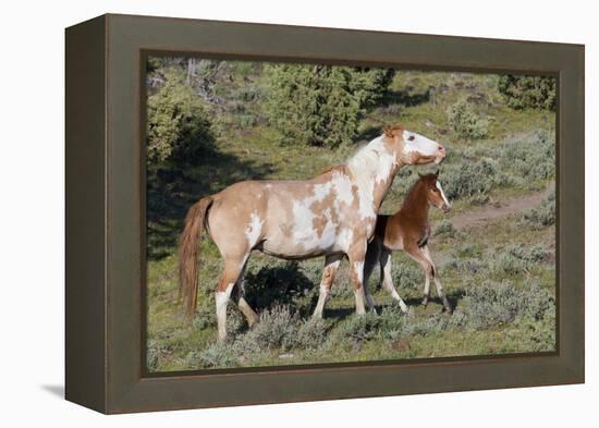 Wild Horses, Mare with Colt-Ken Archer-Framed Premier Image Canvas