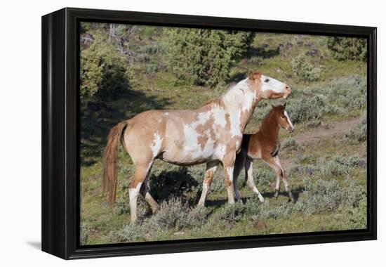 Wild Horses, Mare with Colt-Ken Archer-Framed Premier Image Canvas