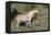 Wild Horses, Mare with Colt-Ken Archer-Framed Premier Image Canvas