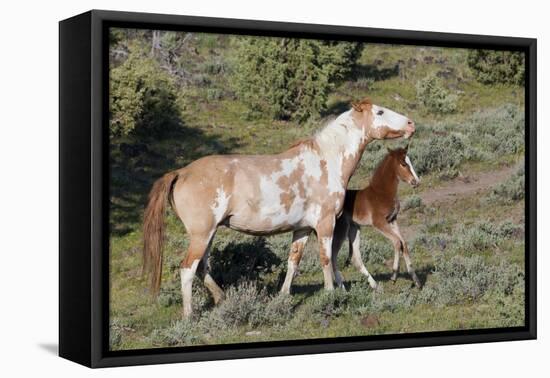 Wild Horses, Mare with Colt-Ken Archer-Framed Premier Image Canvas