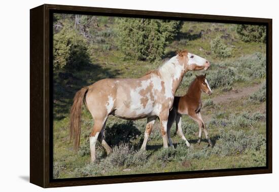 Wild Horses, Mare with Colt-Ken Archer-Framed Premier Image Canvas