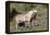 Wild Horses, Mare with Colt-Ken Archer-Framed Premier Image Canvas