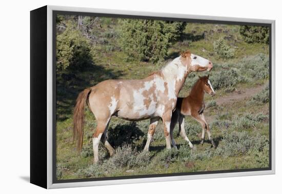 Wild Horses, Mare with Colt-Ken Archer-Framed Premier Image Canvas