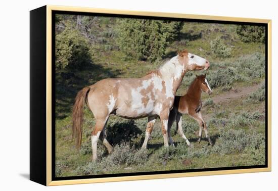 Wild Horses, Mare with Colt-Ken Archer-Framed Premier Image Canvas