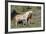 Wild Horses, Mare with Colt-Ken Archer-Framed Photographic Print