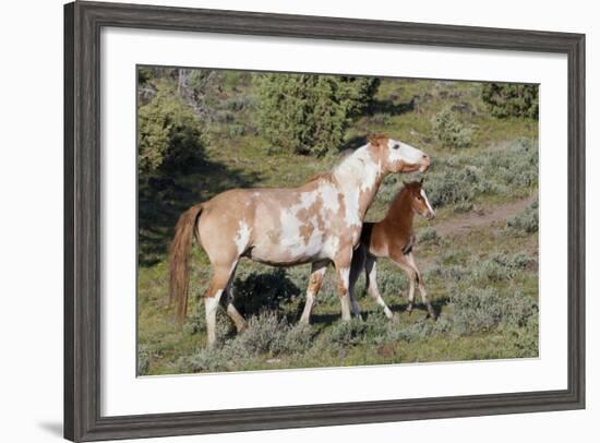 Wild Horses, Mare with Colt-Ken Archer-Framed Photographic Print