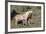 Wild Horses, Mare with Colt-Ken Archer-Framed Photographic Print