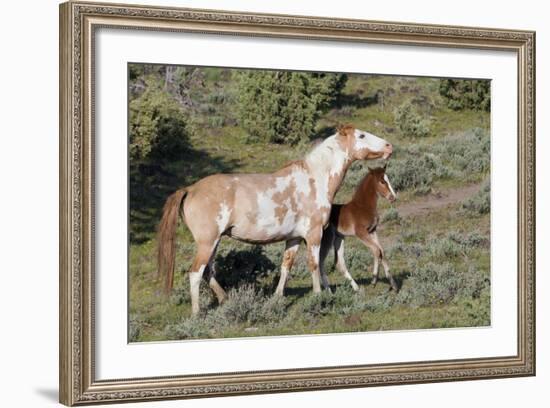 Wild Horses, Mare with Colt-Ken Archer-Framed Photographic Print