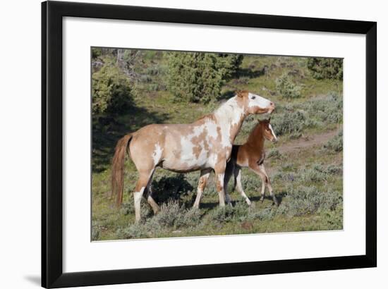 Wild Horses, Mare with Colt-Ken Archer-Framed Photographic Print