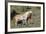 Wild Horses, Mare with Colt-Ken Archer-Framed Photographic Print