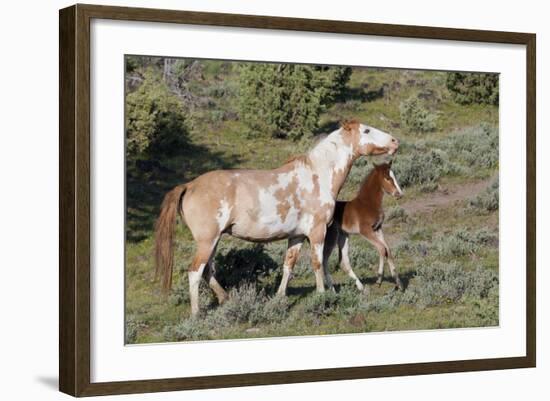 Wild Horses, Mare with Colt-Ken Archer-Framed Photographic Print