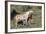 Wild Horses, Mare with Colt-Ken Archer-Framed Photographic Print