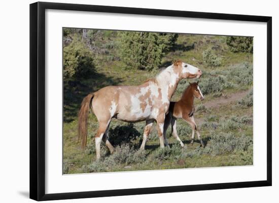 Wild Horses, Mare with Colt-Ken Archer-Framed Photographic Print