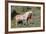 Wild Horses, Mare with Colt-Ken Archer-Framed Photographic Print