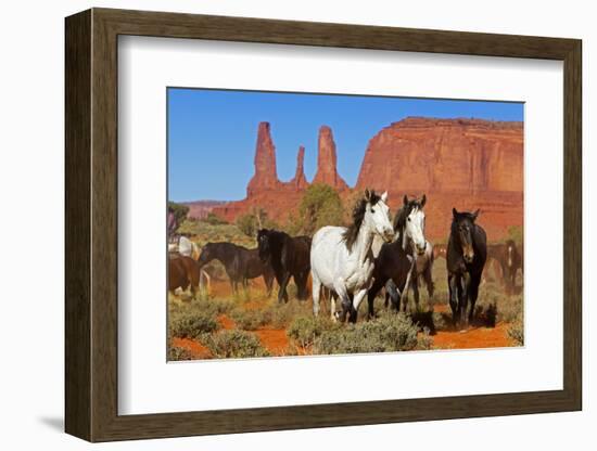 Wild horses, Monument valley tribal park, Navajo reserve, Utah, USA. April.-Sylvain Cordier-Framed Photographic Print